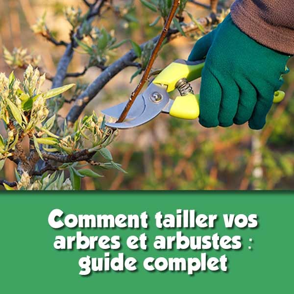 Guide de Taille pour Arbres et Arbustes : Conseils et Techniques
