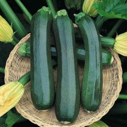 Courge Verte Non Coureuse des Maraichers