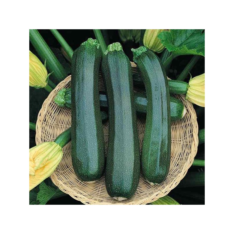 Courgette Verte des Maraîchers