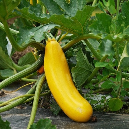 Courgette Gold Rush