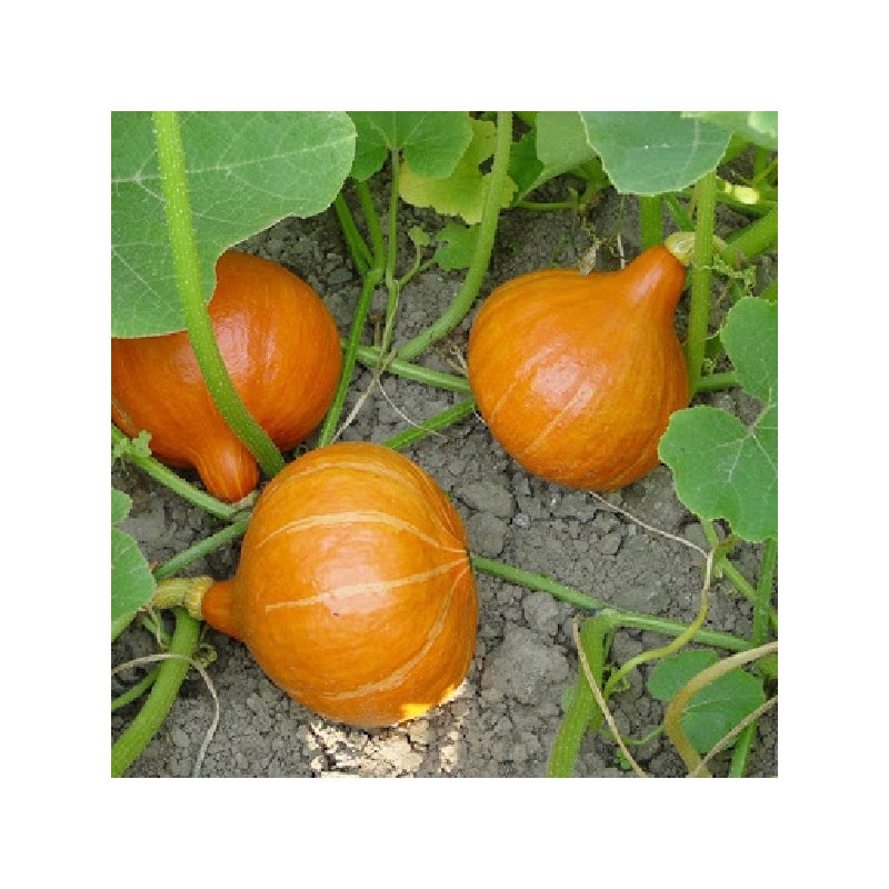 Potiron Potimarron Uchiki Kuri