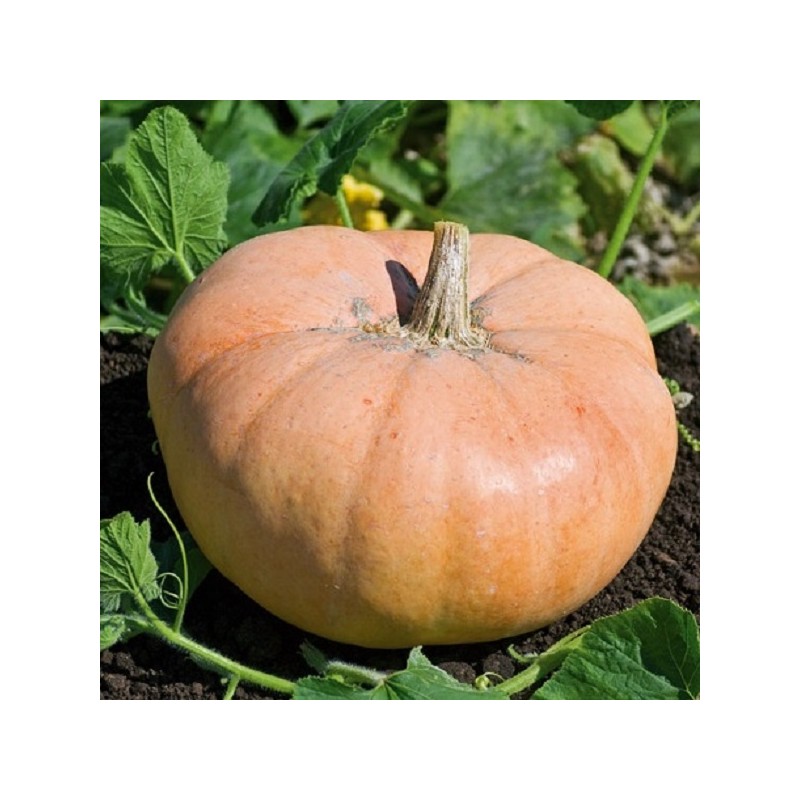 Potiron Gros Jaune de Paris