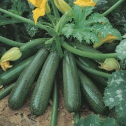 Courgette Diamant Hybride F1