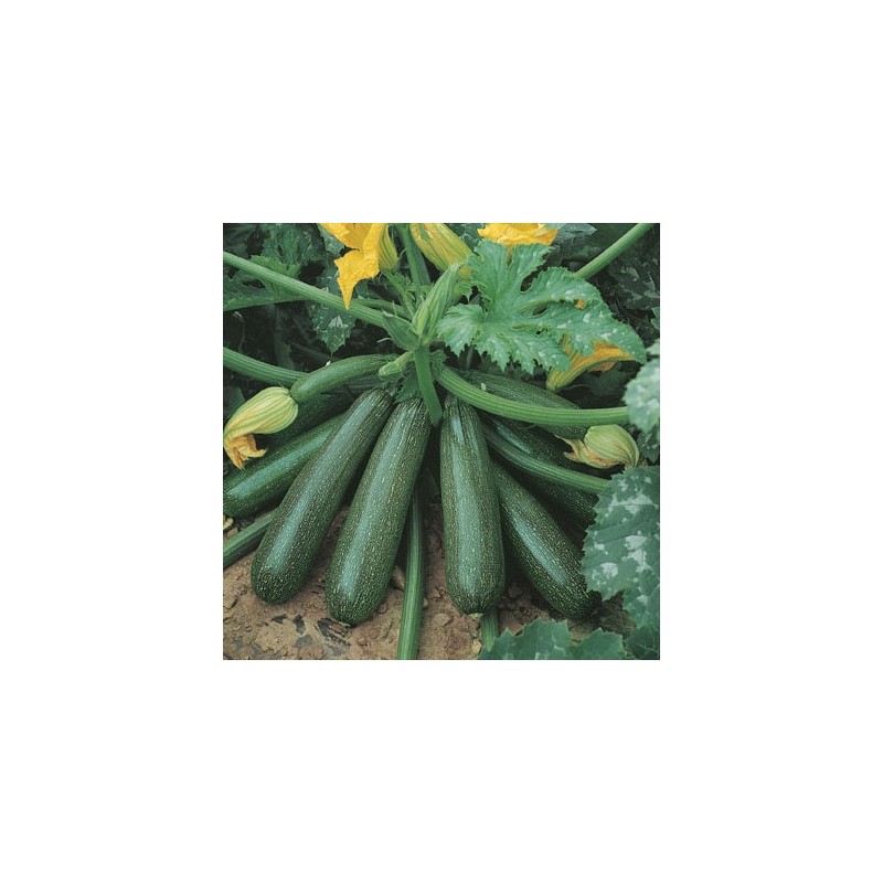 Courgette Diamant Hybride F1