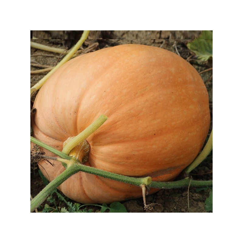 Potiron Pacific Giant