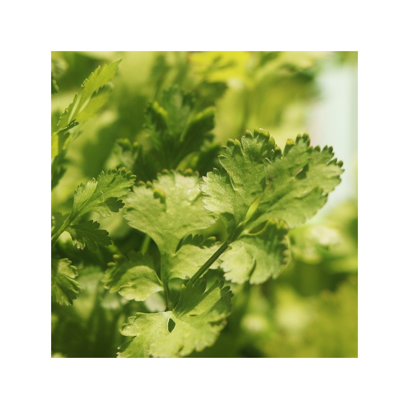 Coriandre