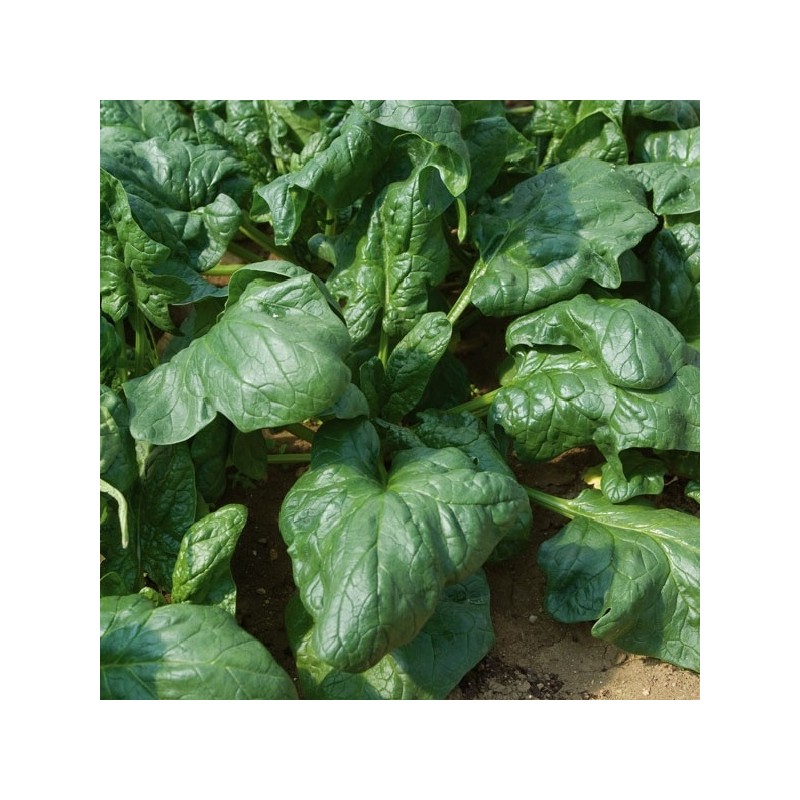 Épinard Géant d'Hiver