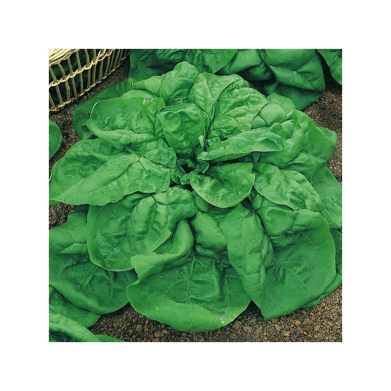 Épinard Amazon Hybride F1