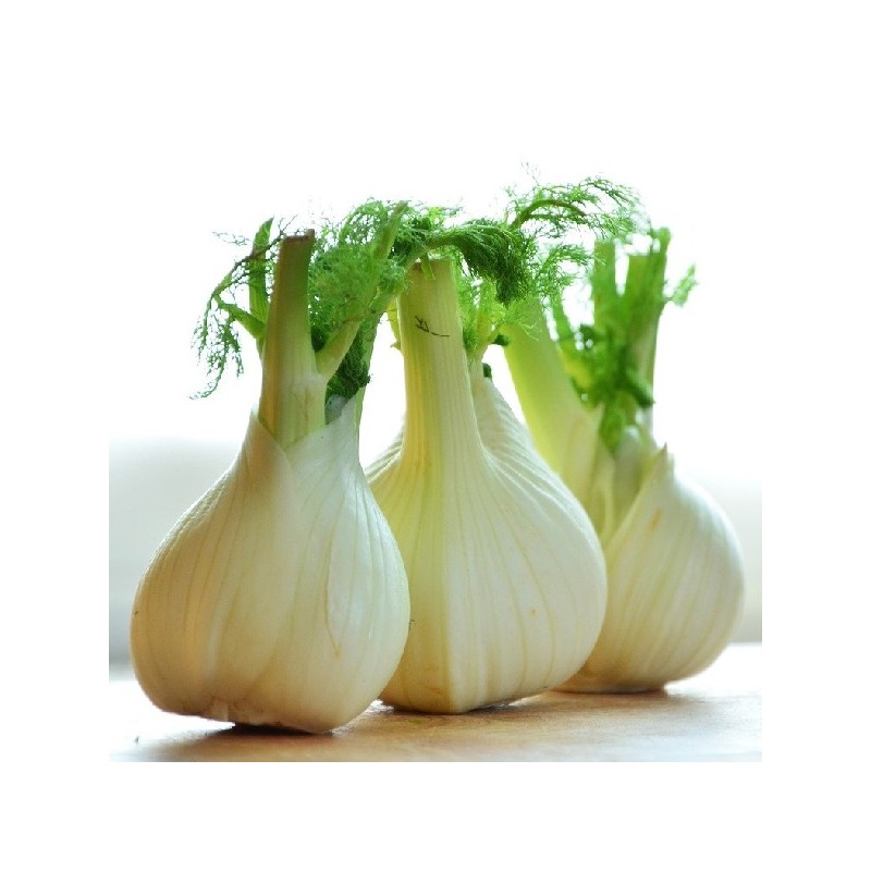 Fenouil doux de Florence