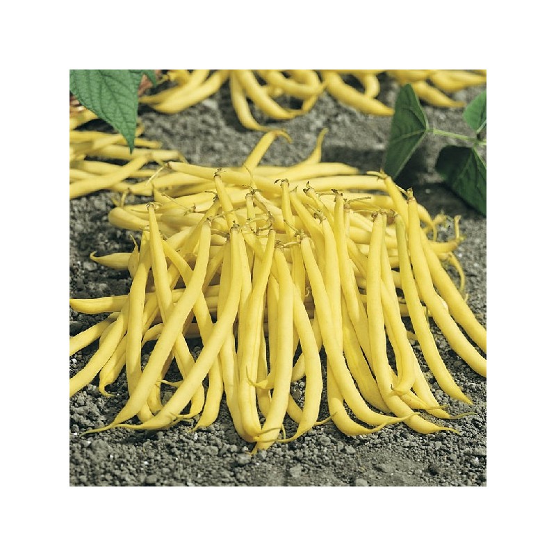 Haricot Nain Beurre de Rocquencourt