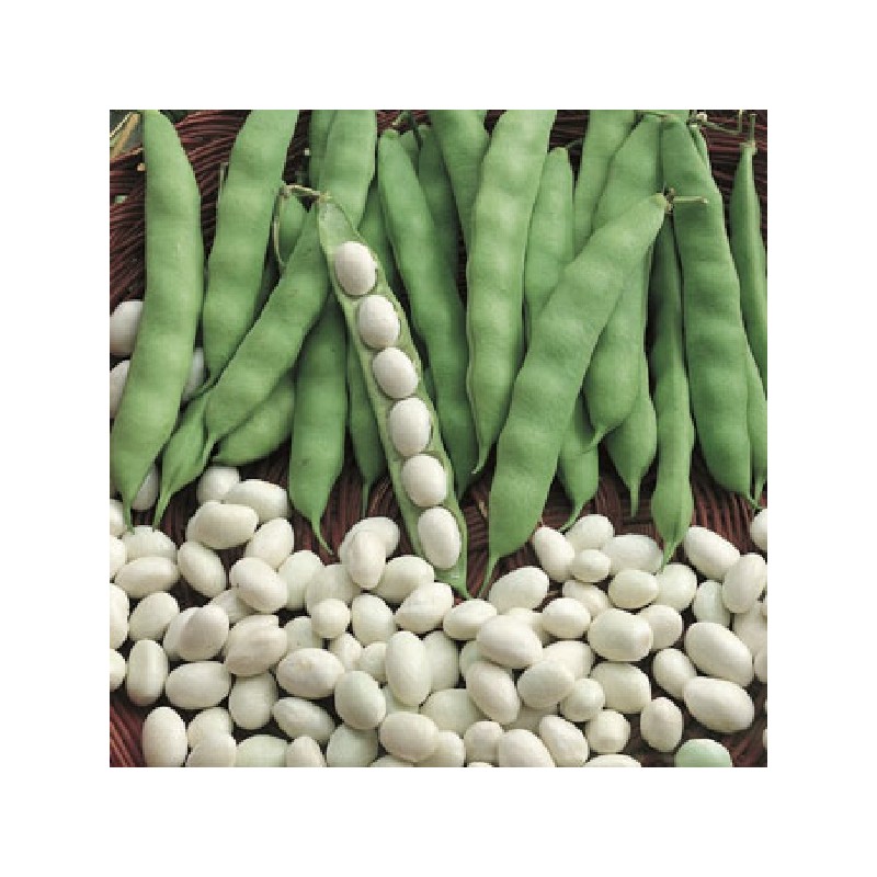 Haricot Nain Coco Blanc Précoce