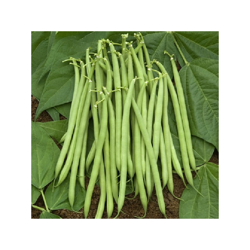 Haricot Nain Braimar