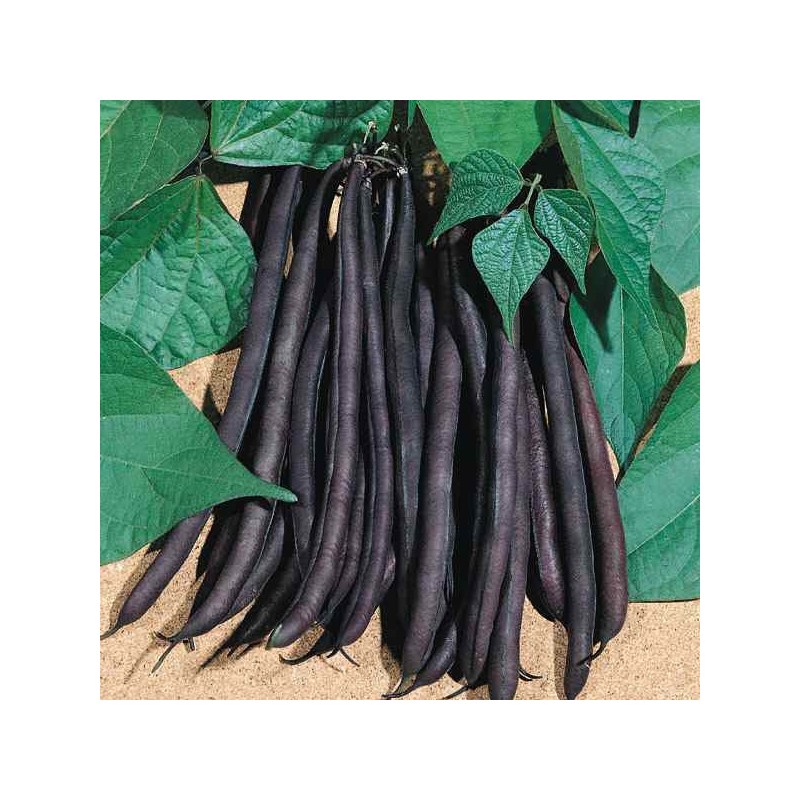 Haricot Nain Purple Queen