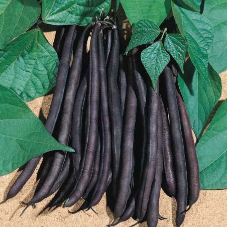 Légumes-Nain Haricot Purple Queen 90 graines Gratuit P & p *