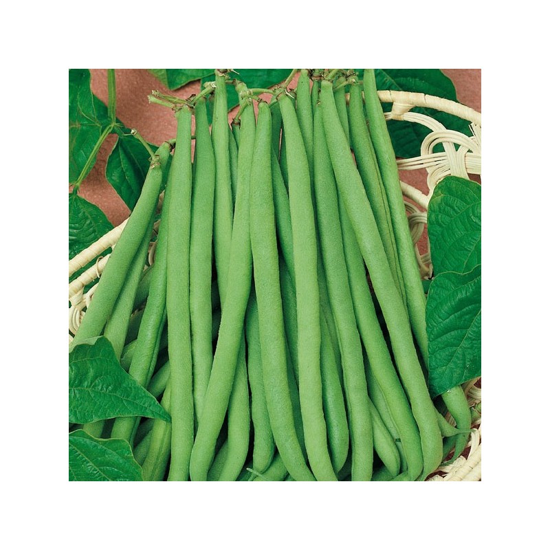 Haricot Nain Delinel