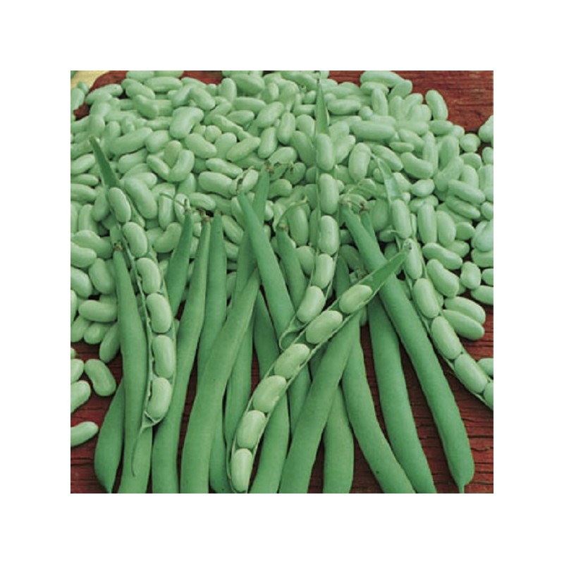 Haricot Nain Chevrier Vert