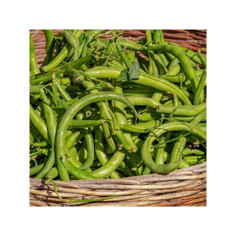 Haricot Nain Contender