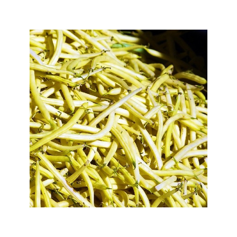 Haricot Nain Beurre Orinoco