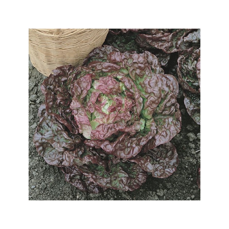 Laitue Pommée Brune d'Hiver