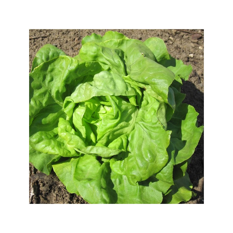 Laitue Pommée Neckarriesen