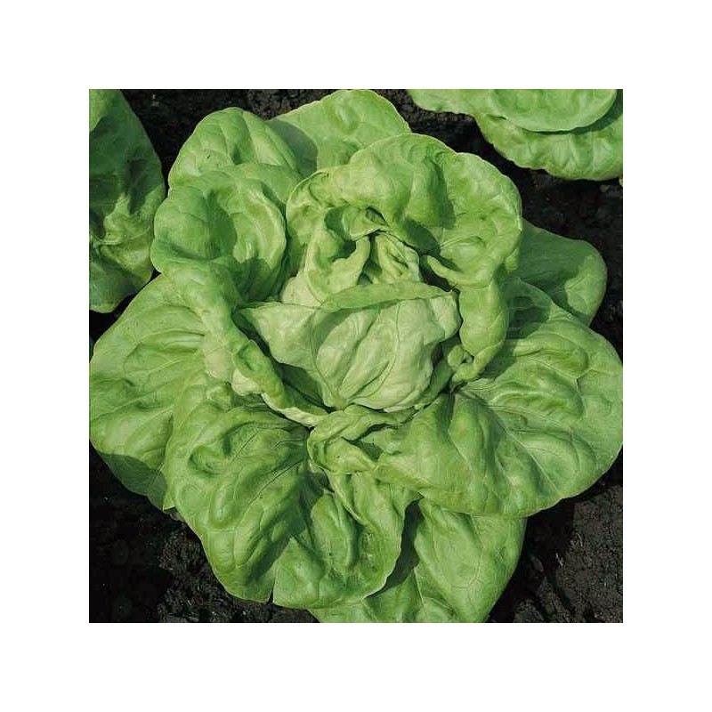 Laitue Gotte Jaune d'Or