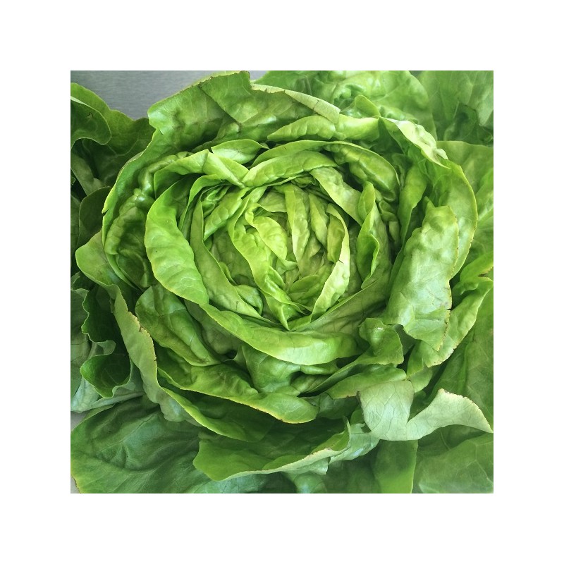 Laitue Grosse Blonde Paresseuse