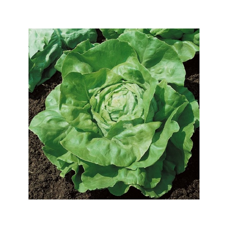 Laitue Pommée Merveille d'Hiver