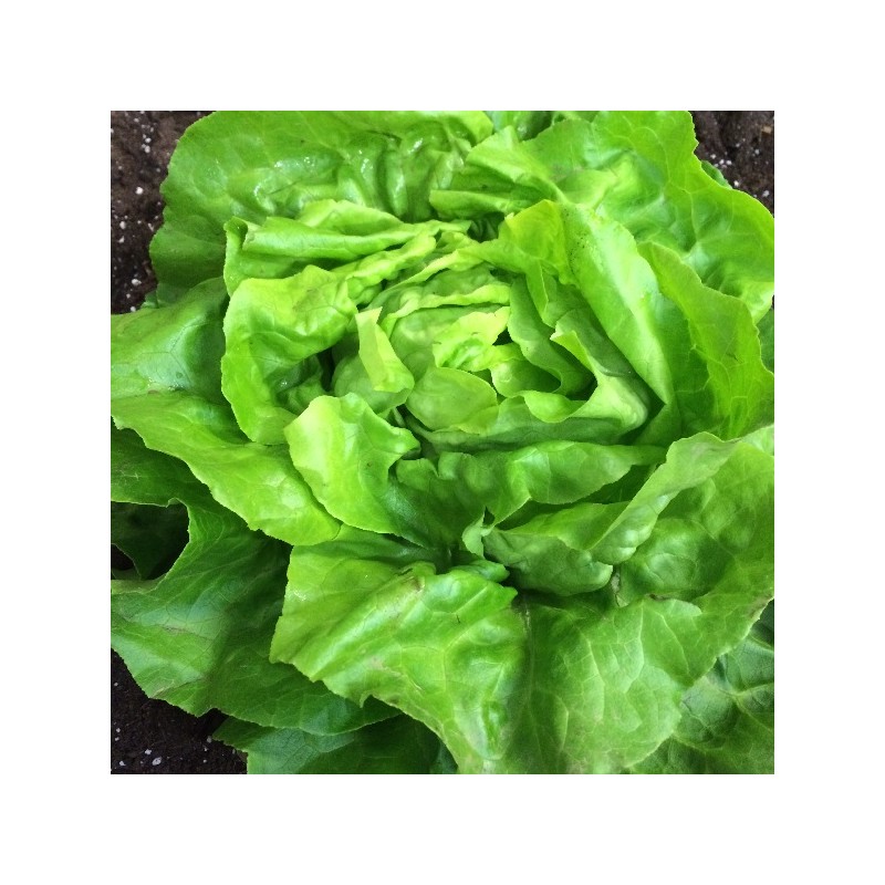 Laitue Pommée Reine de Mai de Pleine Terre