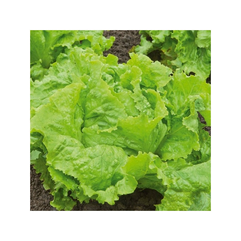 Laitue Batavia Blonde de Paris