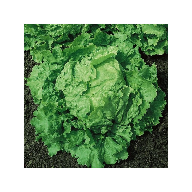 Laitue Batavia Dorée de Printemps