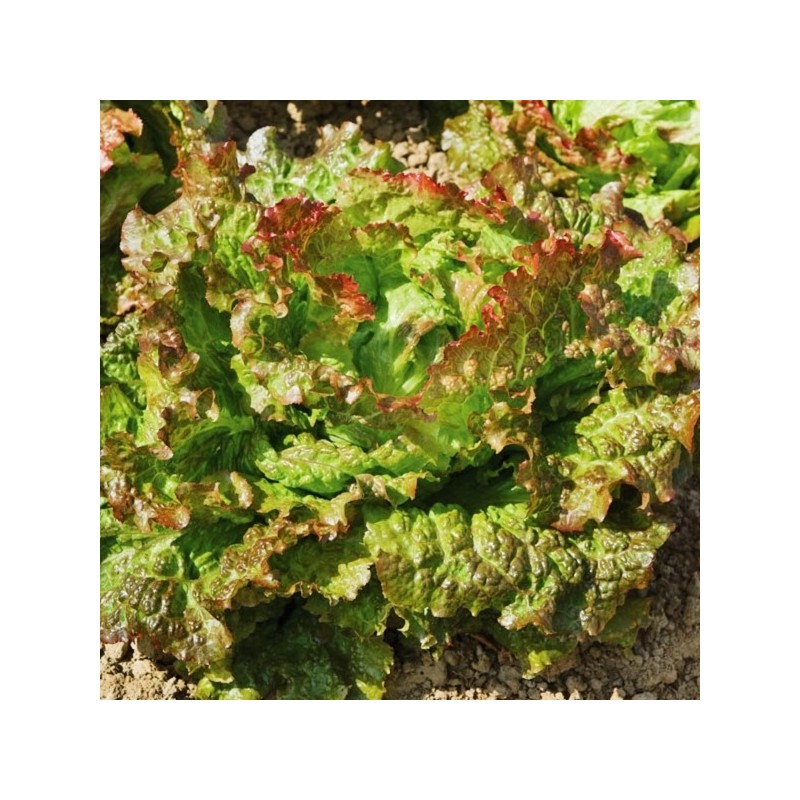 Laitue Batavia Rouge Grenobloise