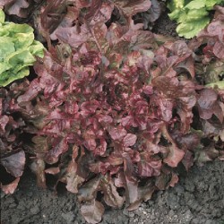 Laitue Salad Bowl Rouge