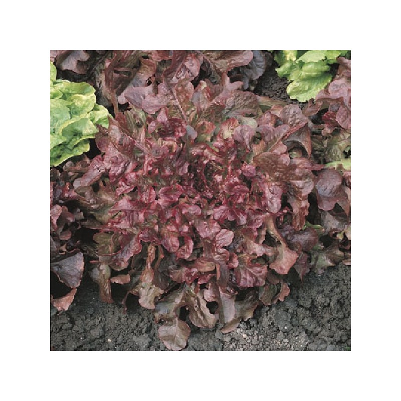 Laitue Salad Bowl Rouge