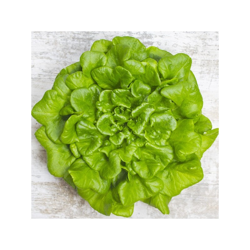 Laitue à Couper Feuille de Chêne