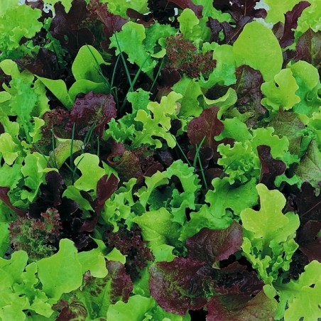 Mesclun