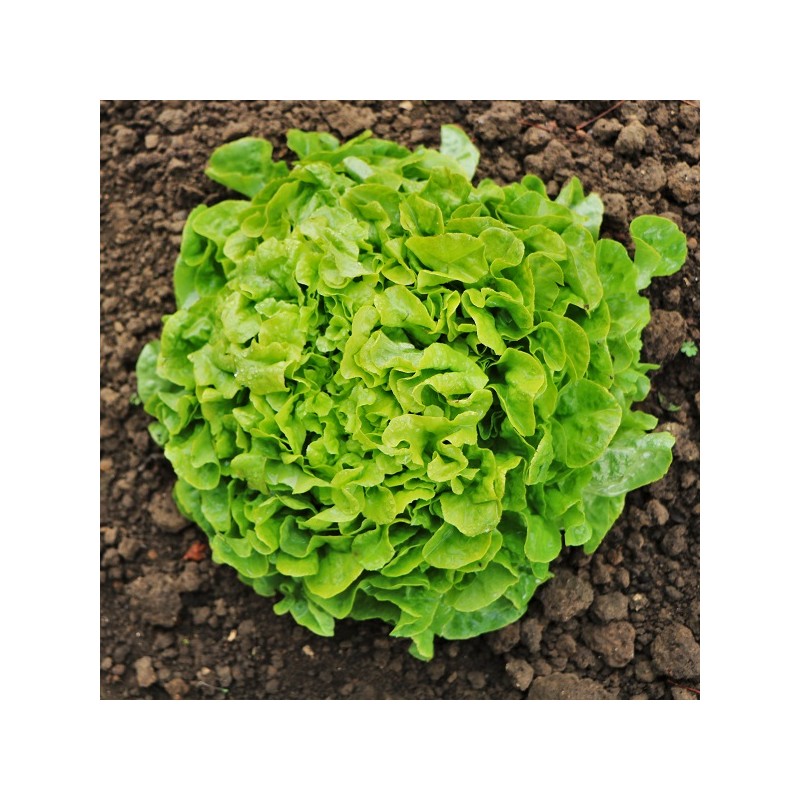 Laitue Salad Bowl Blonde