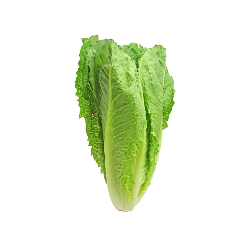 Laitue Romaine Blonde Maraichère