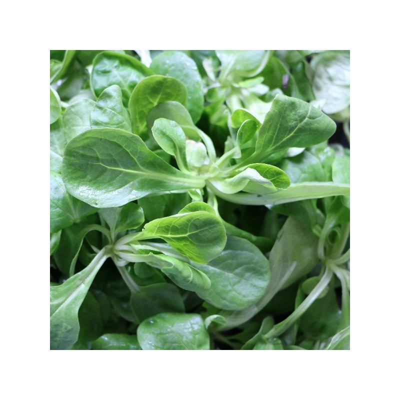 Mâche à Grosse Graine