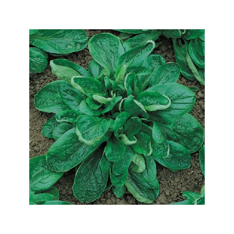 Mâche Coquille de Louviers