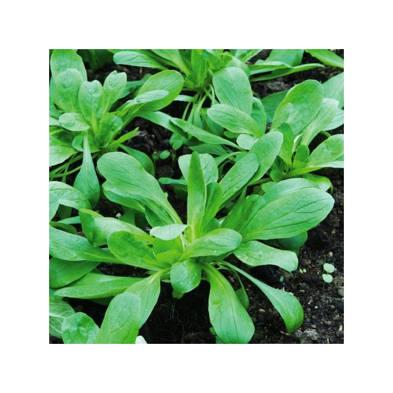 Mâche Verte à Cœur Plein