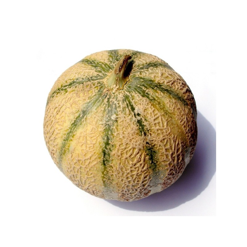 Melon Charentais