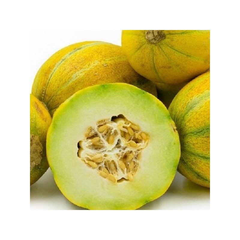 Melon Ogen à 2,70 € Jardisem