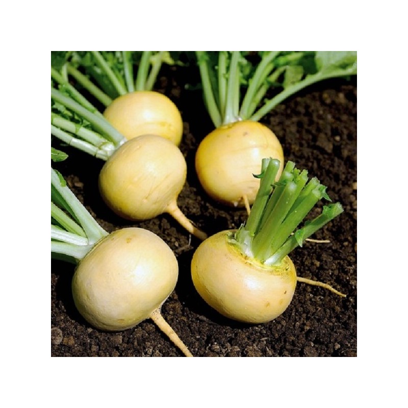 Navet Jaune Boule d'Or