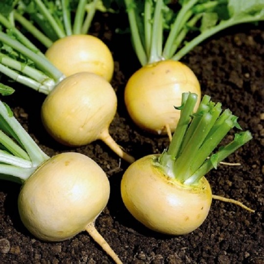 Navet Jaune Boule d'Or à 1,40