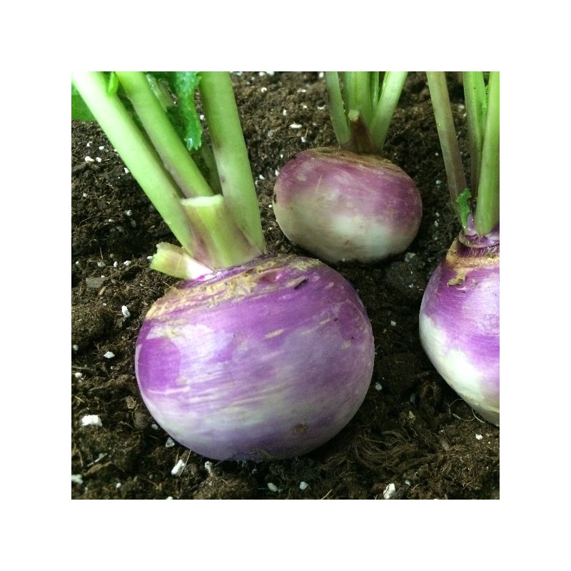 Navet Blanc Globe à Collet Violet