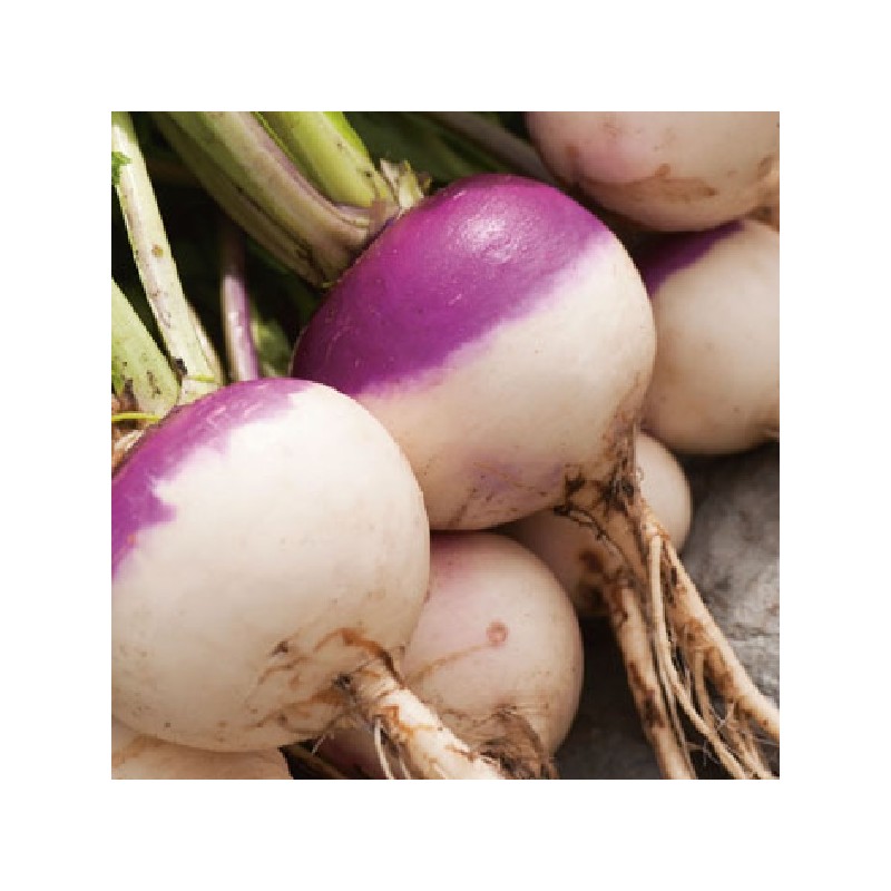 Navet de Nancy à Feuille Entière