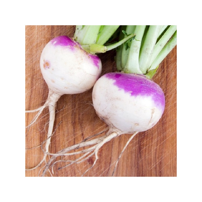 Navet de Milan à Collet Rose