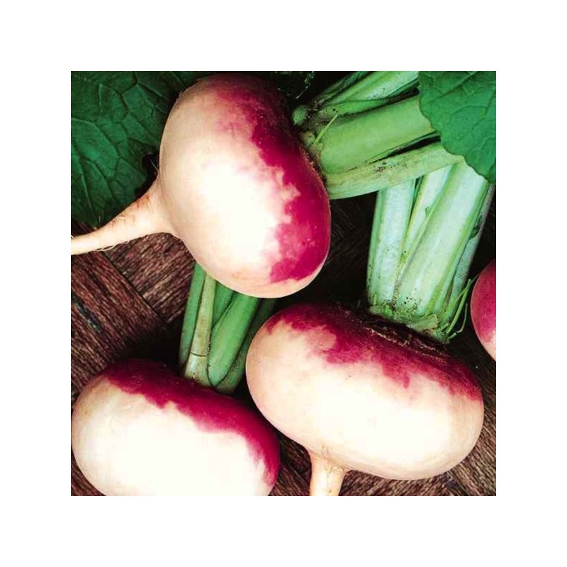 Navet Rouge Plat Hâtif à Feuille Entière