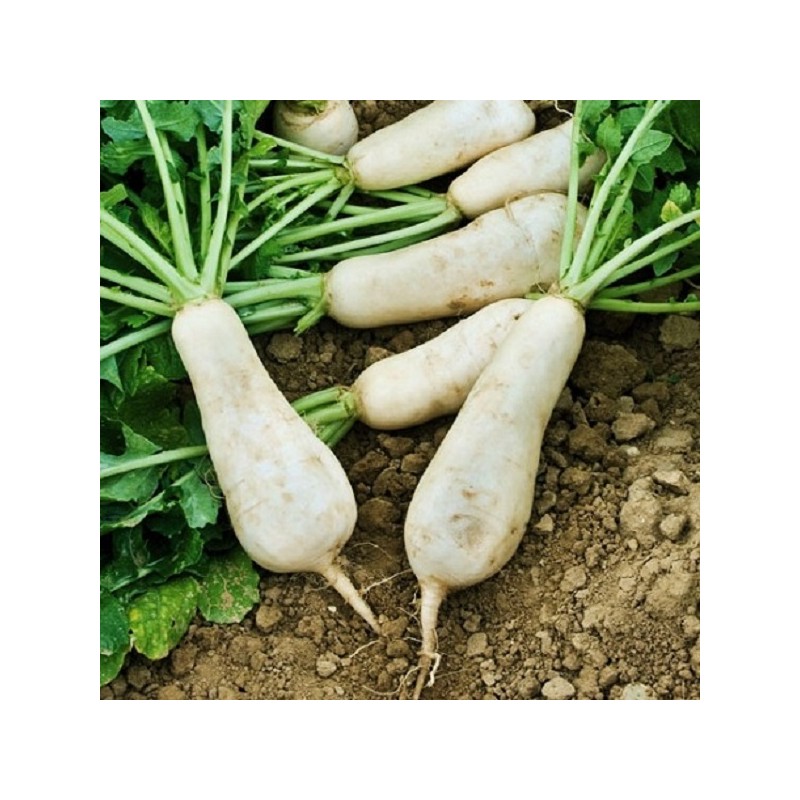 Navet des Vertus Marteau