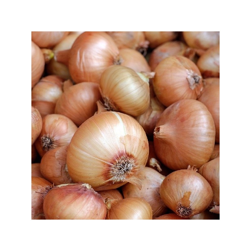 Oignon Jaune Paille des Vertus